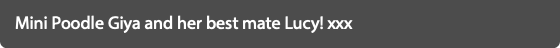Mini Poodle Giya and her best mate Lucy! xxx