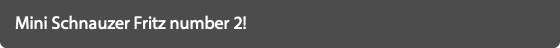 Mini Schnauzer Fritz number 2!
