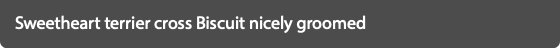 Sweetheart terrier cross Biscuit nicely groomed